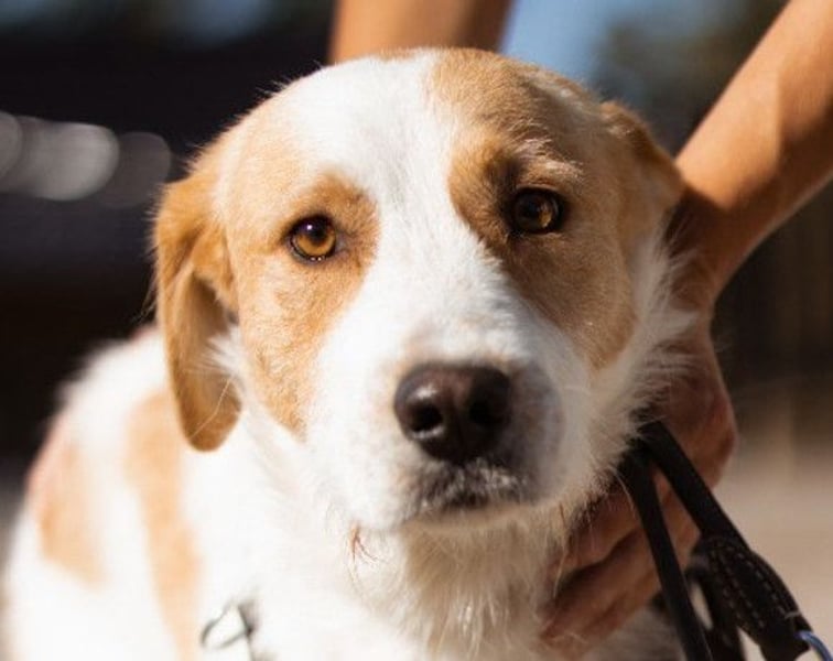 CHARLIE❤️Lieb. Aufgeschlossen. Einfach besonders: ein Herzbub voller Liebe sucht sein Zuhause!