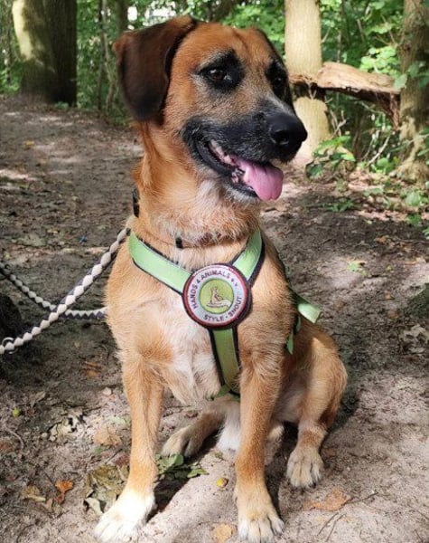 Taro ❤ wartet in 24885 Sieverstedt