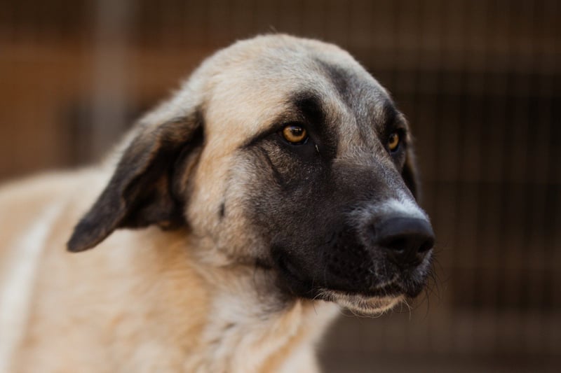 ♥Sofia♥ liebe und aktive HSH-Mix-Junghündin