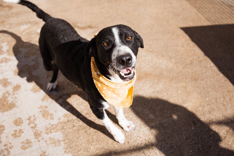 Rüdenbub ♥Vince♥ unser kleiner Prinz ♥