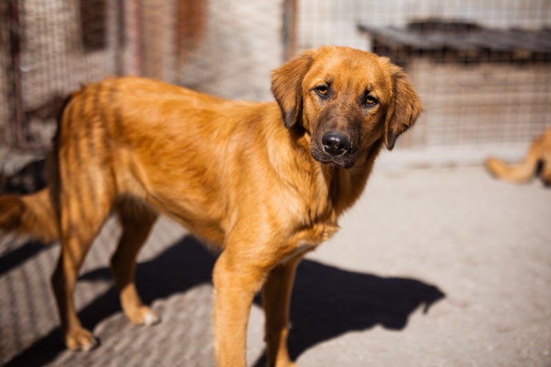 Schnuckel ♥Bettie♥ will spielen & kuscheln