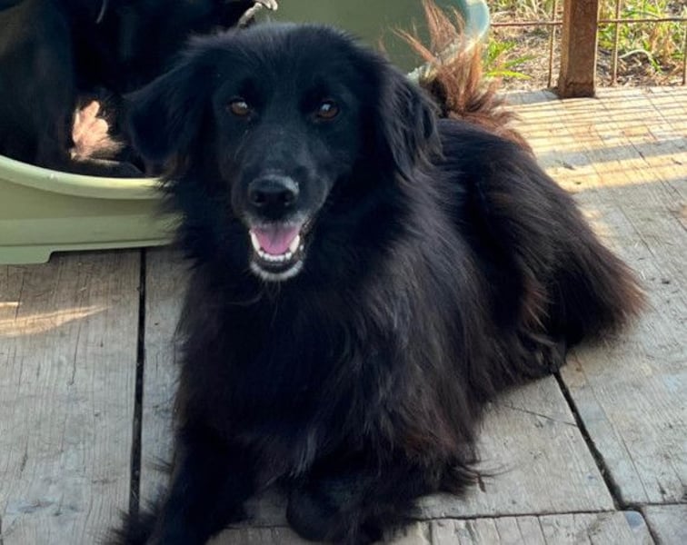 HENNI❤️schwarz-braune Schönheit und ein kleines Wunder an Liebe, Vertrauen und Hoffnung!