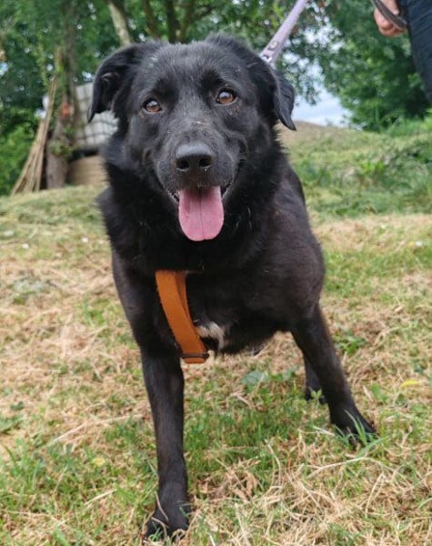 Lady ♥ Gara ♥ freundlich, offen und verschmust