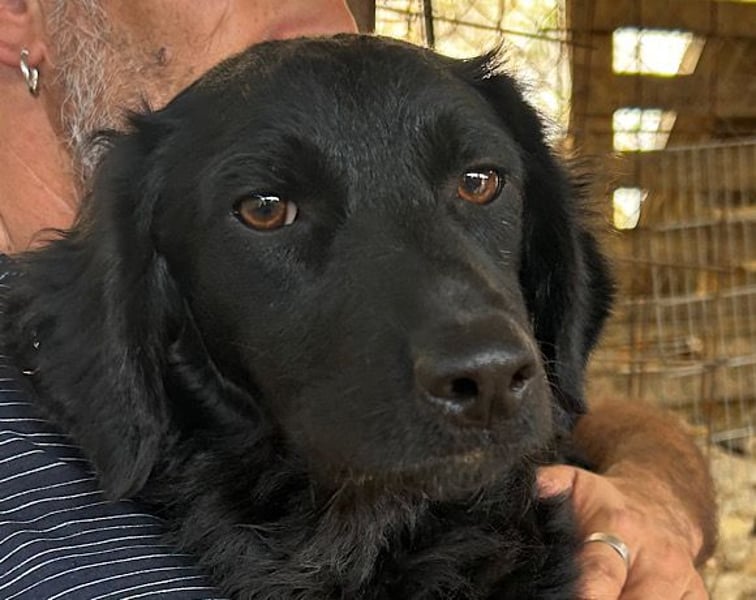 MILANA❤️liebe Kuschelmaus sucht dringend ihr Für-Immer-Körbchen