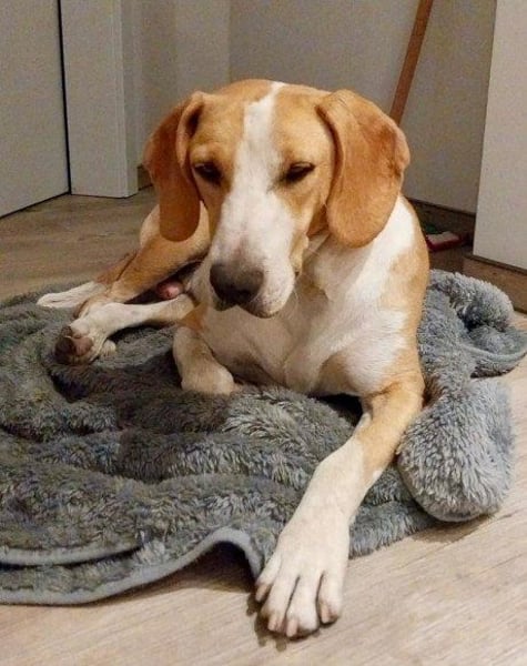 Toni - auf Pflegestelle in 47652 Weeze