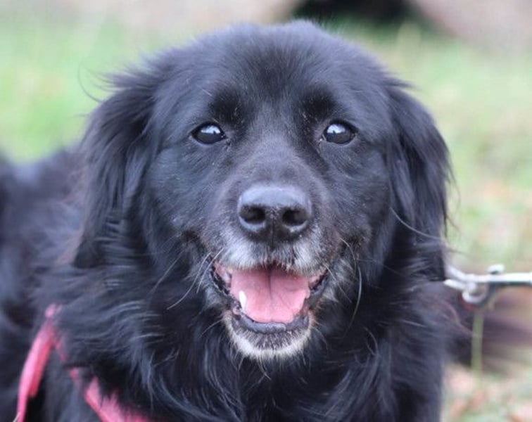 OldLady ZIVA❤️sanfte, ruhige und verschmuste Seelenhündin