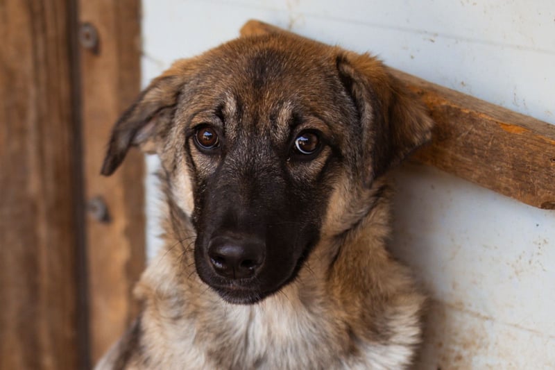 COCO❤️verspielt, sanft und voller Vertrauen: ein Herz für Groß und Klein!