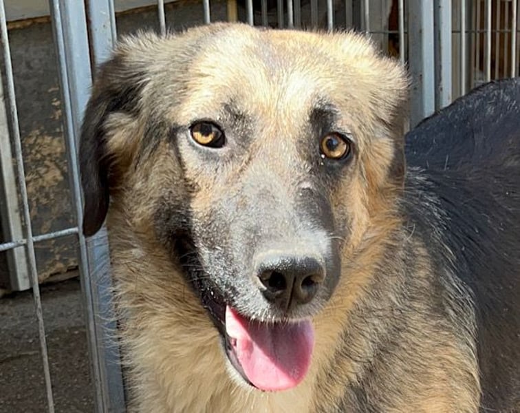 KORA❤️sanfte Seele sucht sehnsüchtig ein liebevolles Zuhause & Geborgenheit