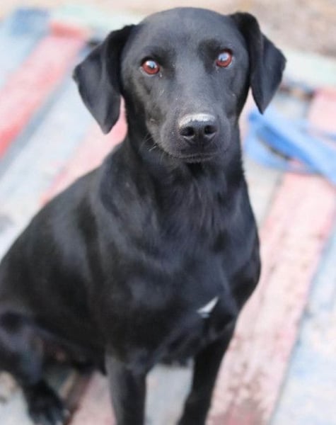 ALEX❤️fröhlicher, schwarzer, anhänglicher Hüpfer sucht seine treuen Menschen