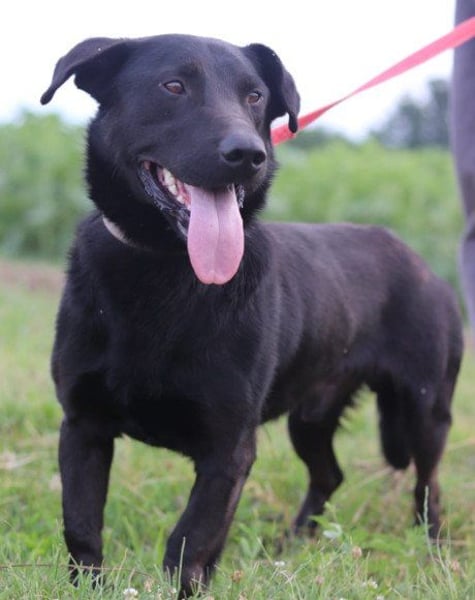 Blacky ♥ Aron ♥ sucht Schutz & Liebe