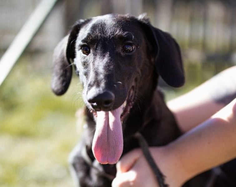 DIEGO❤️sozialer, menschenbezogener Jungspund mit fröhlichem Wesen