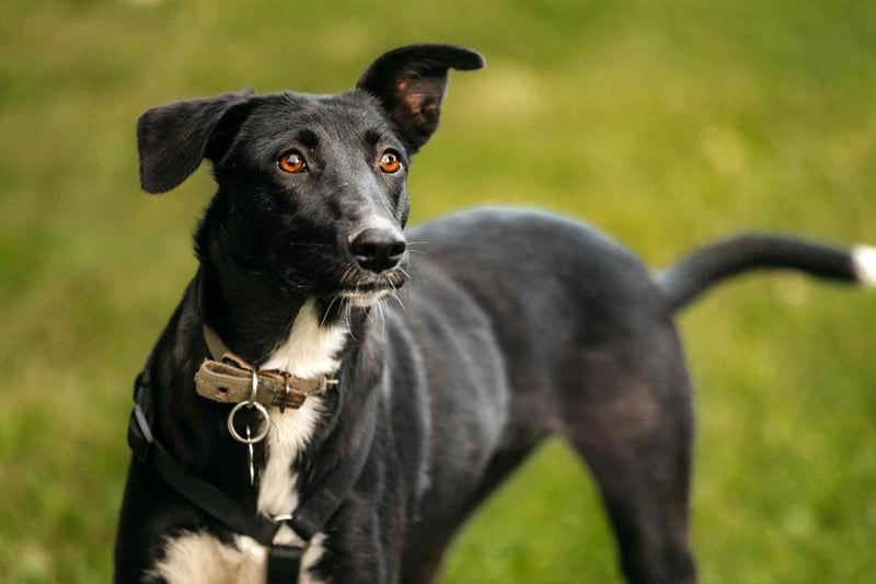 Neugierige Stella sucht liebevolles Zuhause