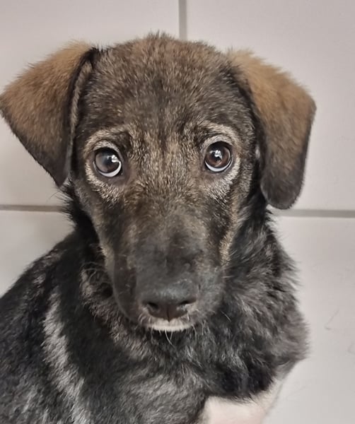 Hübsche junge Dea sucht ein Für-immer-Zuhause