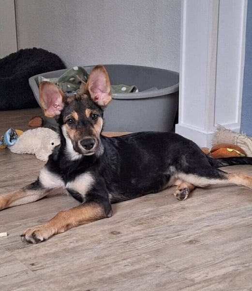 Zelda in Iserlohn sucht eine Familie