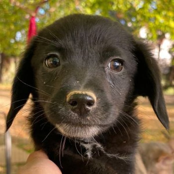 Macaron, geb. ca. 08/2025, lebt in GRIECHENLAND, auf einer privaten Pflegestelle