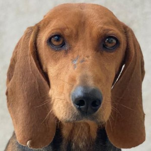 Tivra, geb. ca. 04/2023, lebt in GRIECHENLAND, im städt. Tierheim Serres