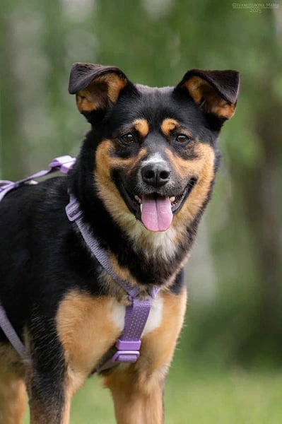 Sensible Lusha sucht warmes Körbchen
