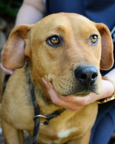 Linnea - Hauptsache ihr großes Herz passt in`s Körbchen