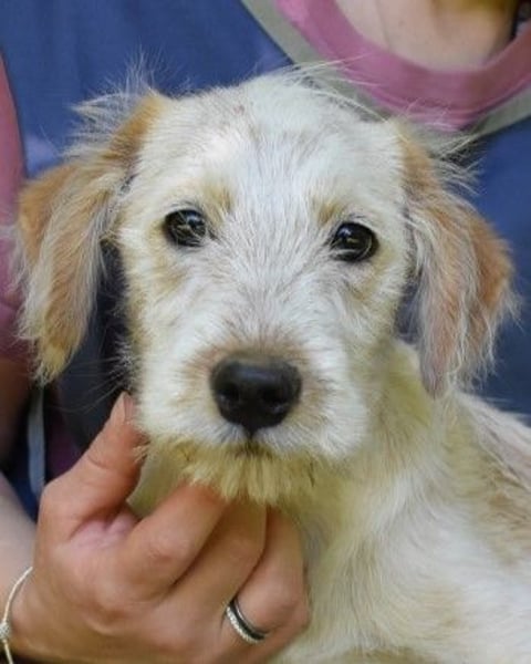 Sorrel - soll sich endlich mit Wonne im Gras wälzen dürfen