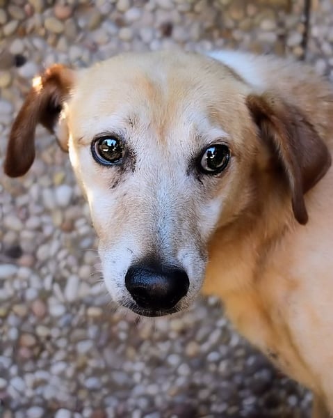 Walker - Die Geschichte vom verlorenen Schatten