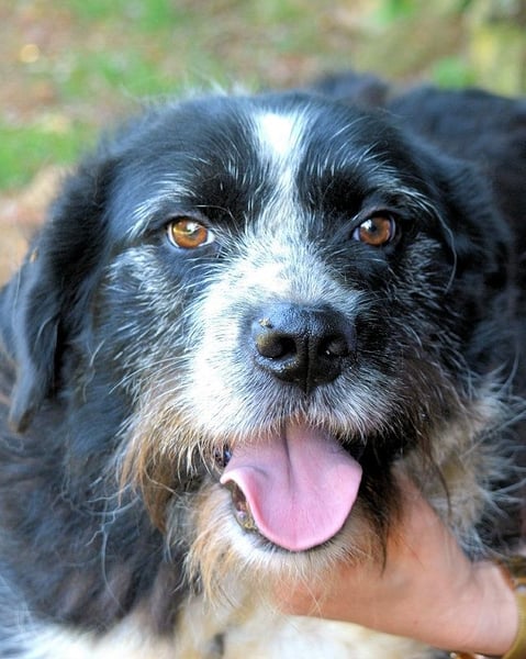 Dino - Gentleman auf Irrwegen