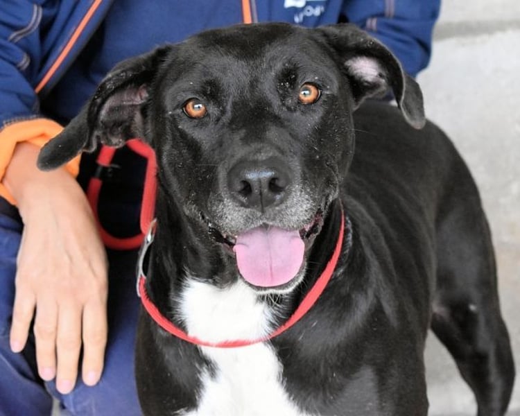 Perlyn - Charmante Ex-Sommerfigur mit Modelpotenzial