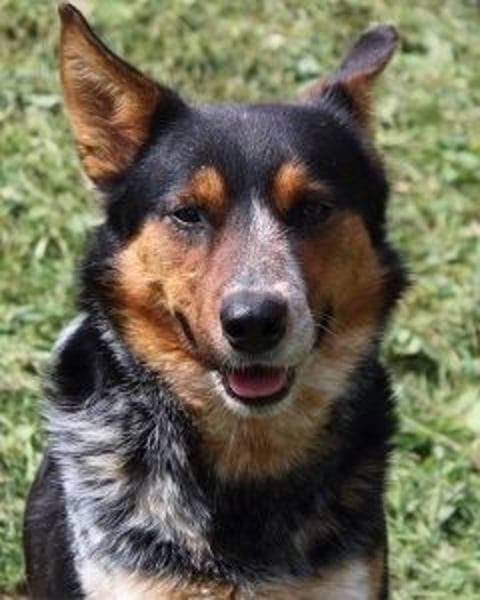 Parzifal - Ach, du heiliger Kauknochen ...!