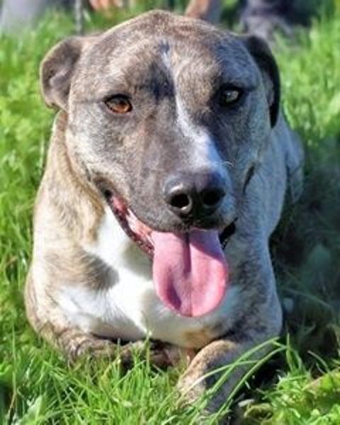 Dachsy - liebt ihn denn gar niemand?