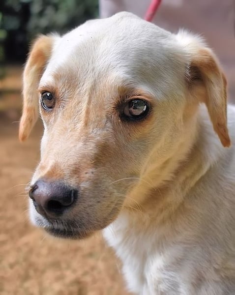 Prestyn - Ich hätte da einen Wunsch!