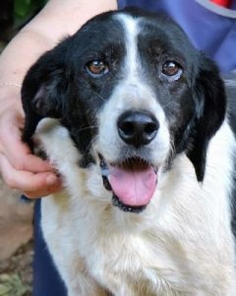 Bierenike - NOTFALL - Traumhund sucht bessere Zukunft