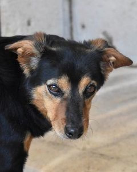 Grigor - Kleiner Angsthase sucht großes Verständnis