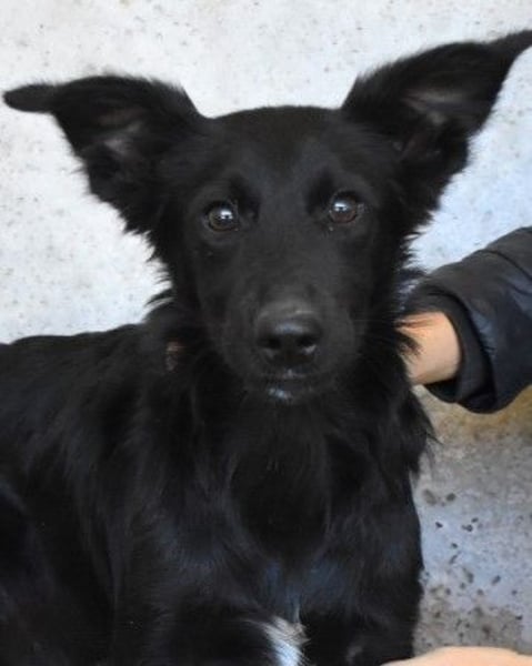 Nolwen - Das Märchen von den fünf Schwestern