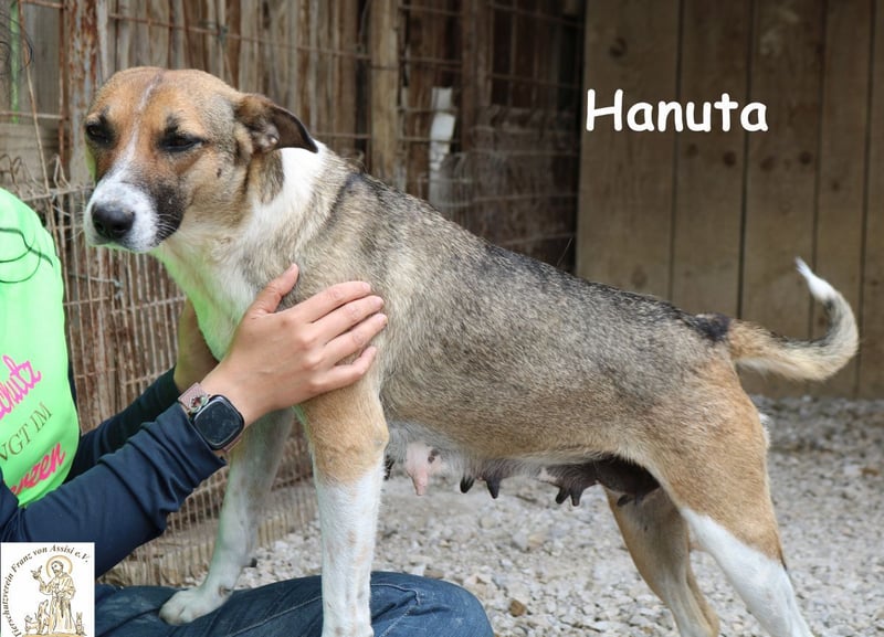Hanuta – die Seele einer Mama, die nach Freiheit sucht!