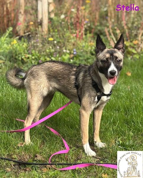 Stella –  bildschöne Junghündin