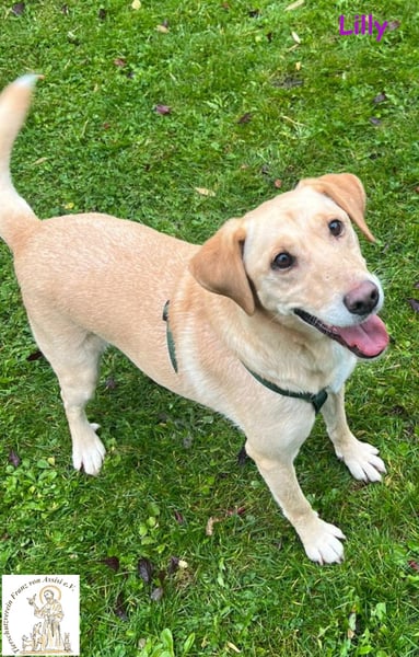 Lilly – eine Seele von Hund