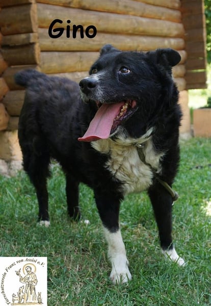 Gino – kleiner Hund, der zeigt, dass Liebe stärker ist als jede Narbe!