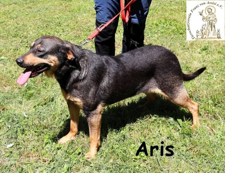Aris – noch nie ein Zuhause – aber ganz viel Liebe im Gepäck!