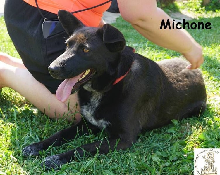 Michone – Die Hündin, die dein Leben bunter macht und jeden Tag zum Funkeln bringt!