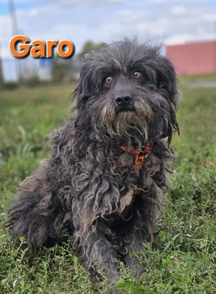 Garo ❤️kleiner Zottel sucht sein Zuhause