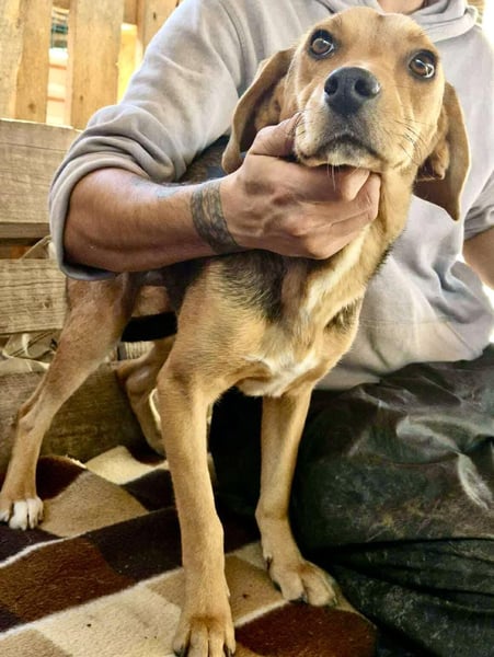 Beagle-Mix Mila – sanfte Junghündin sucht Geborgenheit