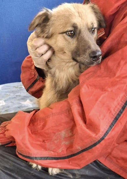 Junghund Benny – Pfote drauf, mit ihm wird das Leben heller