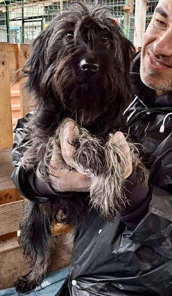 Sidney – junge Hündin mit Lebensfreude