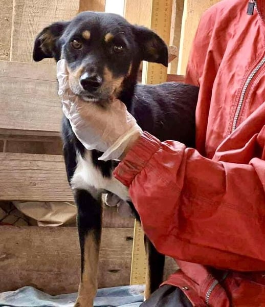 Berry - dankbar, aber noch schüchtern & ängstlich