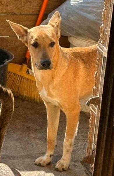 PIRI, sanftmütiger Junghund, Rüde, 2 Jahre, 46 cm, Mischling, Tierschutz