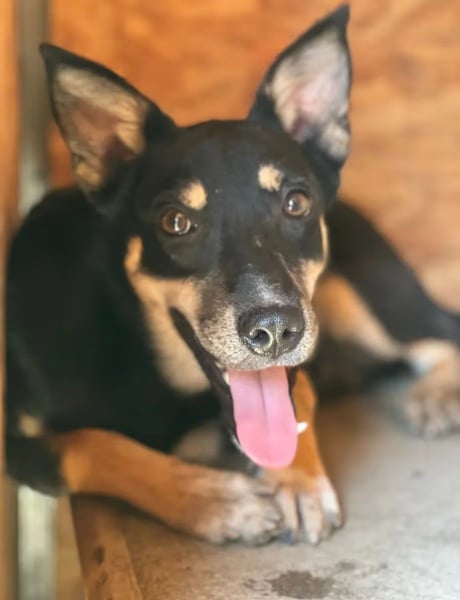 ⭐️FENJA⭐️, Hündin, 3,5 Jahre, 43 cm, Mischling, Tierschutz