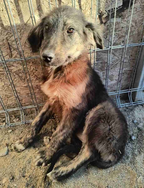 ⭐️HALLY⭐️, Hündin, 5 Monate, 40 cm, Mischling, Tierschutz