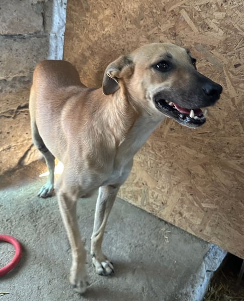 ⭐️PIRA⭐️, sanfte Hündin, 2,5 Jahre, 46 cm, Mischling, Tierschutz