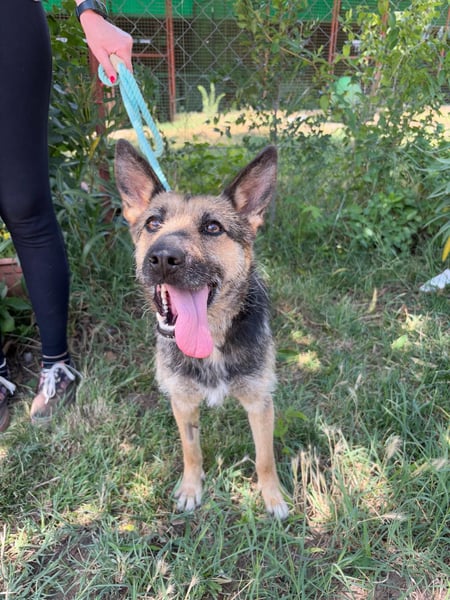 Norka - diesen Hund sollte man kennenlernen