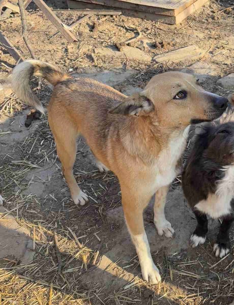 KIMBA, Hündin, 2,5 Jahre, 45 cm, Mischling, Tierschutz