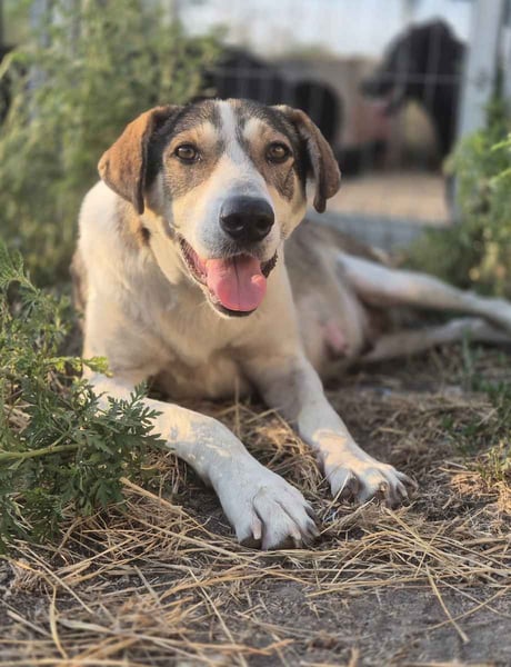 ⭐️ALINA⭐️, Hündin, 3 Jahre, 50 cm, Mischling, Tierschutz